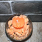 20 oz Pumkin Pie